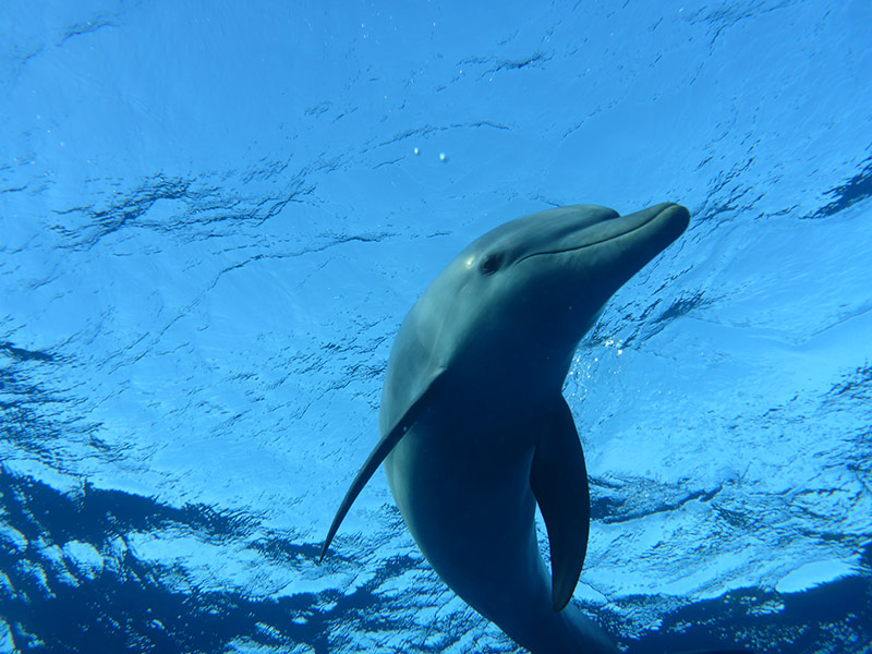 Delfinen